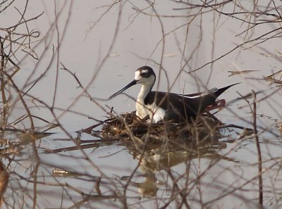 Black-necked Stilt - 6-5-11  Male on nest after rain- Ensley.