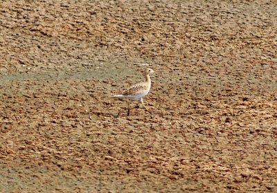 Upland Sandpiper - 7-31-2011 - Ensley Bottoms, Shelby Co. TN