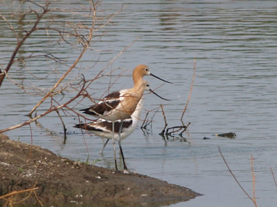 Avocet - 8-7-2011 - Ensley  Pair- bill compare male and female.