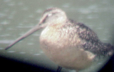 Long-billed Dowitcher - 8-9-2011 - adult Ensley FOS.jpg