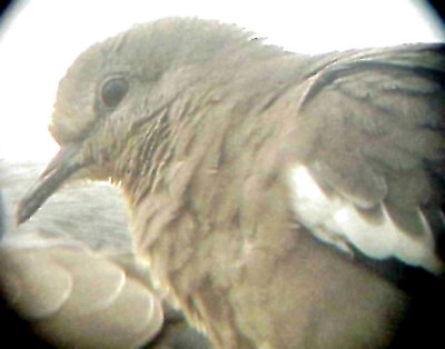 White-winged Dove - 8-10-2011 - Presidents Is. adult head