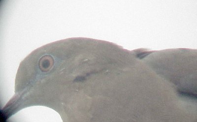 White-winged Dove - 8-10-2011 - Presidents Is. imm. head