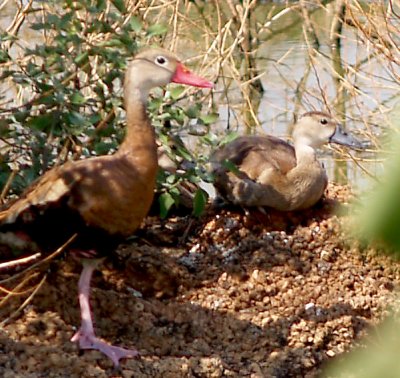 Black-bellied Whistling Duck - 8-12-2011 - one of Trio with Mom.