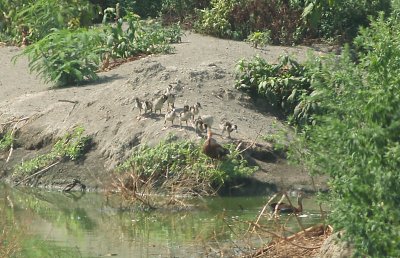 Black-bellied Whistling Duck - 8-12-2011 - Dusty Dozen.