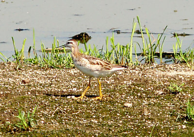 Wilsons Phalarope - 8-12-2011 - Ensley - 1 of 3 immatures.