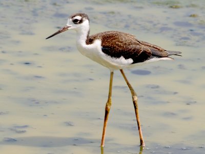 Black-necked Stilt - 8-12-2011 - Ensley immature - flying stage.