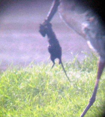 Great Blue Heron - 8-14-2011 - Rat Hunter 