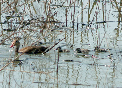 Black-bellied Whistling Duck - 8-17-2011 - Lost another duckling since weekend.