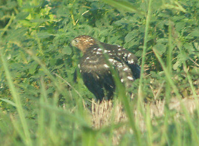 Coopers Hawk - 8-20-2011 - Ensley female sludged.