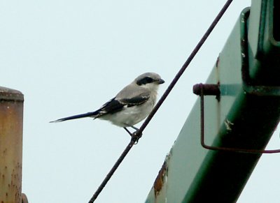 Loggerhead Shrike - 8-21-2011 - immature on its own at the pits.