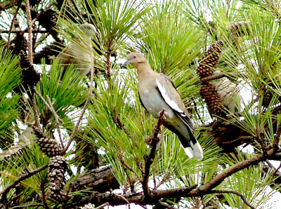 White-winged Dove - 8-21-2011 - Presidents Is.