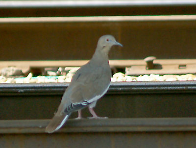 White-winged Dove - 8-22-2011 - Presidents Island