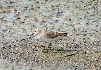 White-rumped Sandpiper - 9-11-2011 Ensley - adult molting.