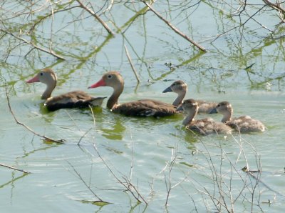 Black-bellied Whistling Duck - 9-9-2011 - triplets.
