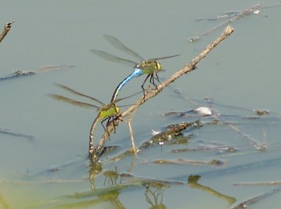 Dragonfly - Common Green Darner ? - pair egg laying