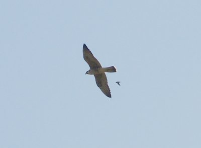 Peregrine - 9-17-2011 - tundrius with swift escort