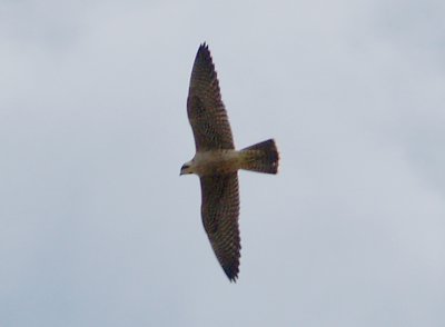 Peregrine - 9-17-2011 - tundrius -lightly marked immature - Ensley