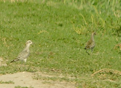 American Golden-Plover on left