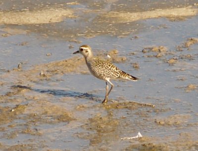 AR Plover