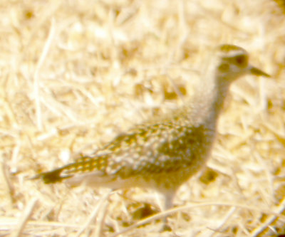 AR Plover - Crittenden Co. AR