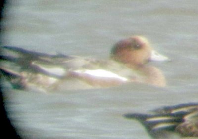 Eurasian Wigeon - 10-16-2011 -  male molting from eclipse plumage - Crittenden Co AR -