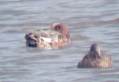 Eurasian Wigeon - 10-17-2011 - Benwood - head tucked.