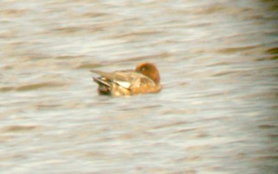 Eurasian Wigeon - 10-17-2011 - late afternoon.