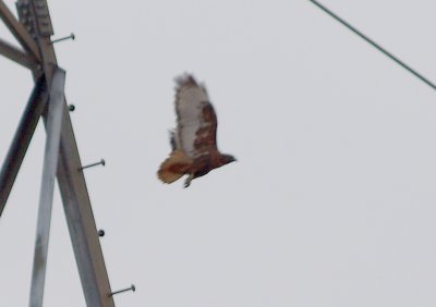 Red-tailed Hawk - 10-27-2011 - calurus - Ensley