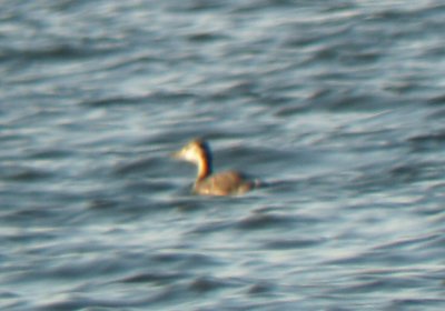 Red-necked Grebe - 10-29-2011 Rocky Point.