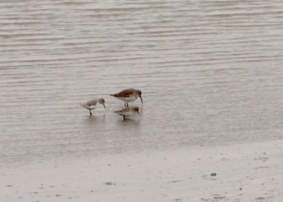 Western Sandpiper - 11-6-2011 Benwood - feeding with Dunlin and Least Sandpiper