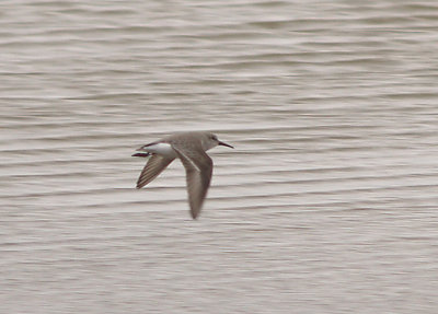 Western Sandpiper - 11-6-2011 Benwood Lake in flight.