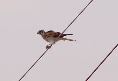 Kestrel - 11-12-2011 Benwood with grasshopper.