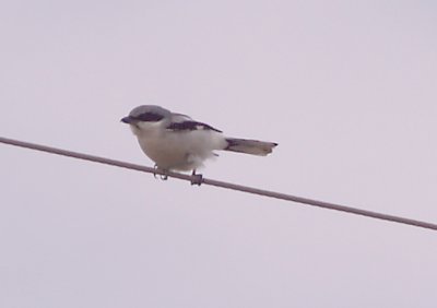 Loggerhead Shrike - 11-12-2011 - Crawfordsville AR - hanging on in wind.