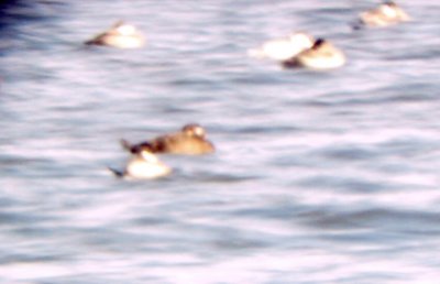 Surf Scoter - 11-19-2011 - sleeping immature type - Britton Ford.