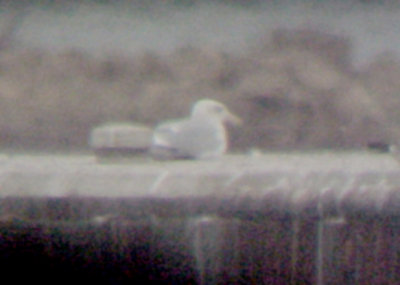 Glaucous Gull - 11-26-2011 adult Pickwick Lake