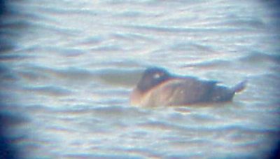 White-winged Scoter - 11-29-2011 TVA Lake male.