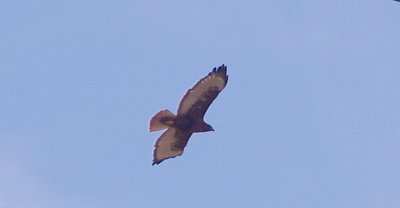 Red-tailed Hawk - 12-1-2011 - adult rufous morph - Ensley in flight.
