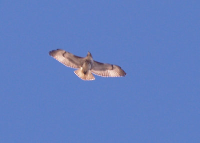 Red-tailed Hawk - 12-1-2011 - imm. borealis Ensley in flight.