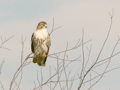 Red-tailed Hawk - 12-8-2011 imm. borealis - Ensley Bottoms.