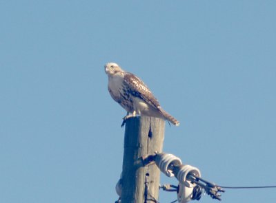 Red-tailed Hawk - 12-10-2011 - Eastern borealis / Kriders intergrade - Tunica Co. MS