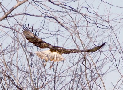 Red-tailed Hawk - 12-10-2011 - Light Morph - Harlan's - Tunica Co. MS - tail.