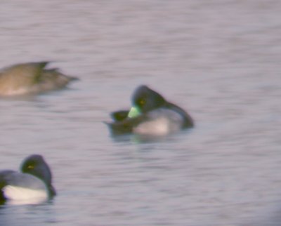 Lesser Scaup - 12-13-2011 male - Ensley Bottoms Shelby Co. TN  - green bill tag.