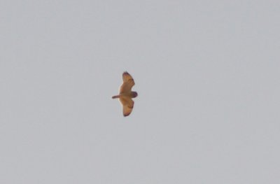 Short-eared Owl - 12-28-2011 - Tunica Co. MS - high flier