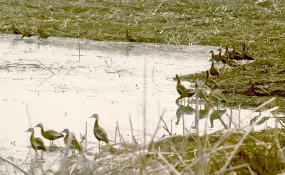 Black-bellied Whistling Duck - 12-28-2011 - 