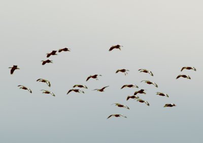 Birding - 2012