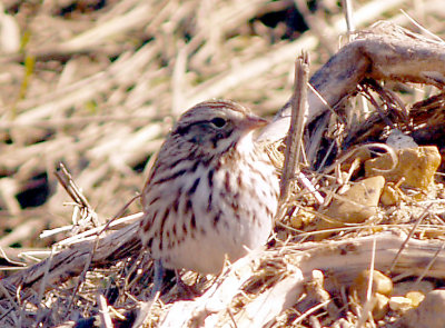 Savannah Sparrow - Jan 2012 Ensley Bottoms -
