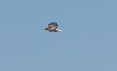 Red-tailed Hawk - 1-14-2012  - in flight