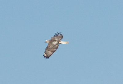 Red-tailed Hawk - 1-14-2012 -  adult - in flight