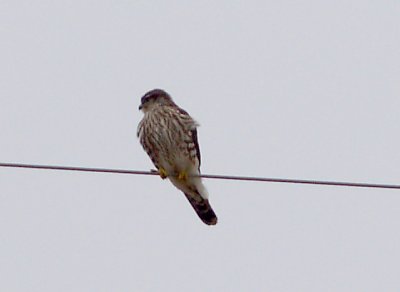 Merlin - 1-21-2012 - adult male boreal - Ensley -