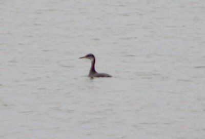 Red-necked Grebe - 1-21-2012 - 1st winter - Robco -